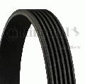 Pasek klinowy wielorowkowy6PK1580, CONTITECH w ofercie sklepu e-autoparts.pl 
